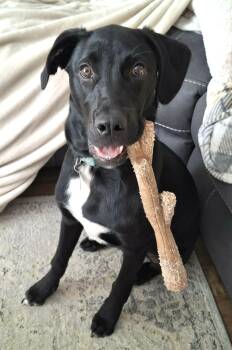 Snow -  Labrador Retriever and German Shorthaired Pointer Dog for Adoption in Chertsey, Quebec - Snow | PetCurious