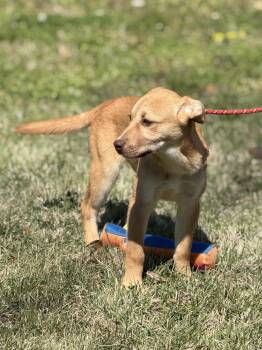 Labrador Retriever Dogs Available for Adoption in Locust Fork, Alabama - Almond | PetCurious