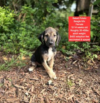Beagle Dogs Available for Adoption in Oviedo, Florida - Baked Potato  | PetCurious