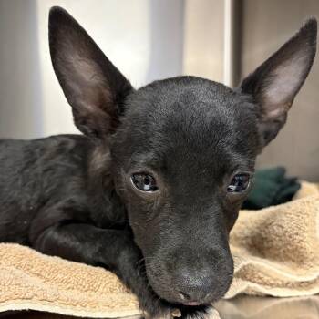 Rambo -  Chihuahua and Mixed Breed Dog for Adoption in Goleta, California - Rambo | PetCurious