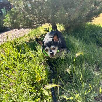 Nacho -  Mixed Breed and Chihuahua Dog for Adoption in Cheyenne, Wyoming - Nacho | PetCurious