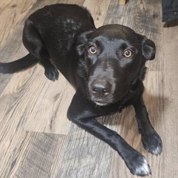 Rescue Black Labrador Retriever and Border Collie Dogs for Adoption in Clayton, California - Kira | PetCurious