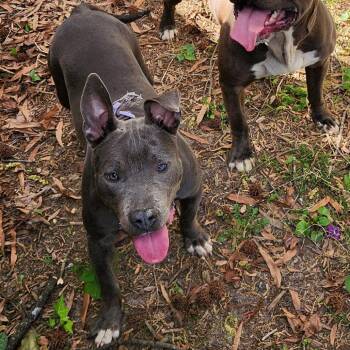 Pit Bull Terrier Dogs Available for Adoption - Chips | PetCurious