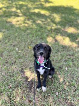 Cookie -  Black Labrador Retriever and Border Collie Dog for Adoption in Aiken, South Carolina - Cookie | PetCurious