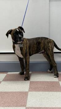 Boxer and Mixed Breed Dogs Available for Adoption in Ontario, California - Machaca | PetCurious