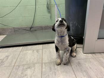 Australian Cattle Dog Blue Heeler and Siberian Husky Dogs Available for Adoption in Grand Prairie, Texas - ELI | PetCurious