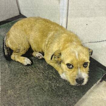Rubi -  Mixed Breed Dog for Adoption in Jupiter, Florida - Rubi | PetCurious