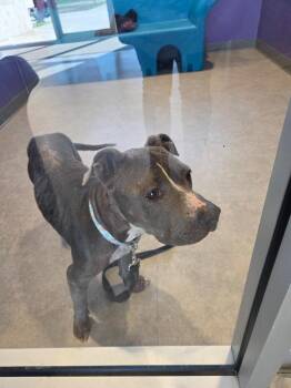 Mina -  Mixed Breed Dog for Adoption in Bossier City, Louisiana - Mina | PetCurious