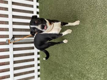 Border Collie Dogs Available for Adoption - A607992 | PetCurious