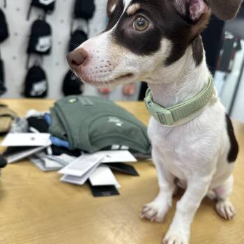 SNOOPY (BNY) -  Mixed Breed Dog for Adoption in Klein, Texas - SNOOPY (BNY) | PetCurious