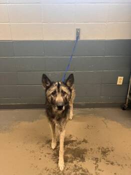 BEAR -  Husky and German Shepherd Dog Dog for Adoption in Tallahassee, Florida - BEAR | PetCurious