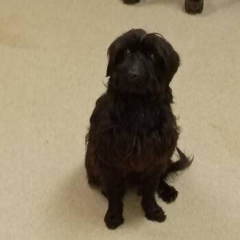 Terrier and Mixed Breed Dogs Available for Adoption in Roanoke, Virginia - Lea | PetCurious