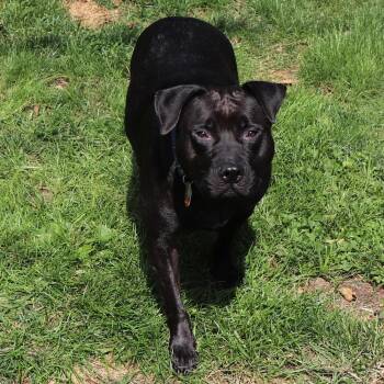 G23276 Titan -  Pit Bull Terrier and Mixed Breed Dog for Adoption in Port Washington, New York - G23276 Titan | PetCurious