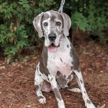 Emmy 05-2229 -  Great Dane Dog for Adoption in Tyrone, Georgia - Emmy 05-2229 | PetCurious
