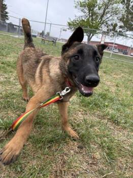 Belgian Shepherd Malinois and Mixed Breed Dogs Available for Adoption in Scottsbluff, Nebraska - Castro | PetCurious