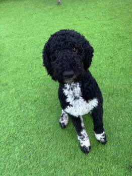 Bernese Mountain Dog and Poodle Dogs Available for Adoption in Little Rock, Arkansas - Fiddy | PetCurious