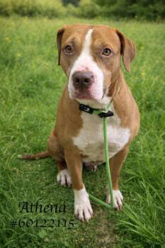 Pit Bull Terrier Dogs Available for Adoption - Athena  | PetCurious