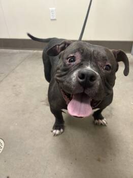 Rescue Pit Bull Terrier and Mixed Breed Dogs for Adoption in Bellevue, Washington - Beatrix | PetCurious