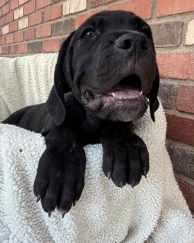 Cane Corso Dogs Available for Adoption in Glendale, Arizona - Billy Joel | PetCurious