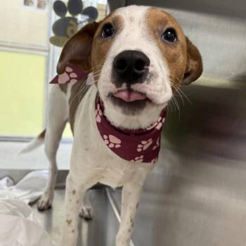 Toby -  Mixed Breed Dog for Adoption in Las Cruces, New Mexico - Toby | PetCurious