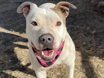 Pit Bull Terrier Dogs Available for Adoption - BELLA | PetCurious