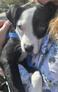 Terrier and Pit Bull Terrier Dogs Available for Adoption - Dolly (Tulip) | PetCurious