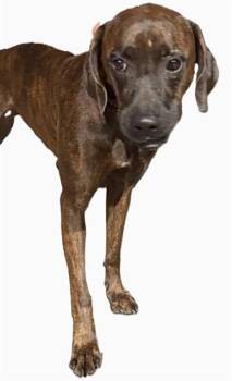 JOHANNES -  American Staffordshire Terrier Dog for Adoption in San Antonio, Texas - JOHANNES | PetCurious
