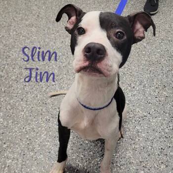 Rescue Pit Bull Terrier Dogs for Adoption in Parkersburg, West Virginia - Slim Jim | PetCurious
