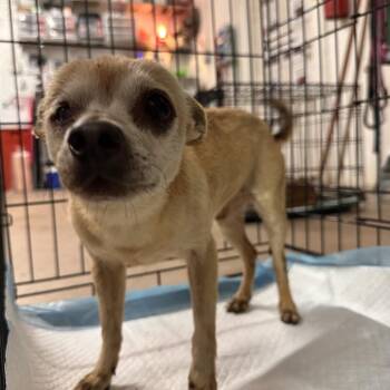 Terrier and Chihuahua Dogs Available for Adoption in Edinburg, Texas - Chewie | PetCurious