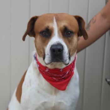 A813429 -  Mastiff Dog for Adoption in San Antonio, Texas - A813429 | PetCurious