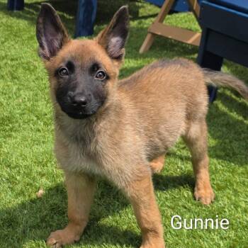 Gunnie DD -  Belgian Shepherd Malinois and German Shepherd Dog Dog for Adoption in Austin, Texas - Gunnie DD | PetCurious
