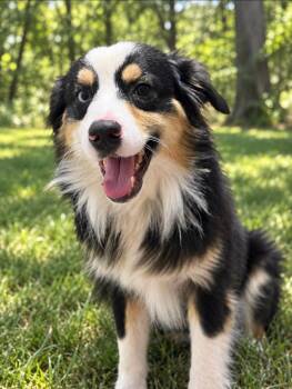 Steele -  Australian Shepherd Dog for Adoption in Dacula, Georgia - Steele | PetCurious