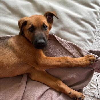 Hound and Shepherd Dogs Available for Adoption in Austin, Texas - Surfs Up | PetCurious