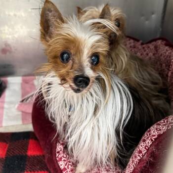 Yorkshire Terrier Dogs Available for Adoption - Gizmo | PetCurious