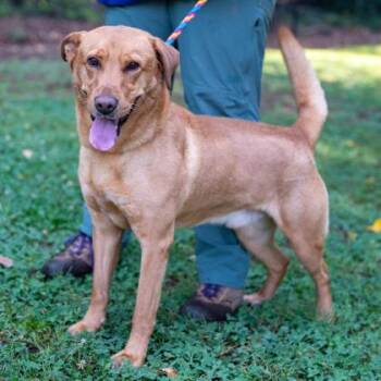 Capybara -  Mixed Breed Dog for Adoption in Chamblee, Georgia - Capybara | PetCurious