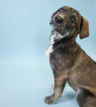 German Shepherd Dog Dogs Available for Adoption in Crossfield, Alberta - Cindy-Lou | PetCurious
