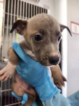 ORION -  American Staffordshire Terrier Dog for Adoption in San Antonio, Texas - ORION | PetCurious