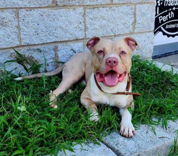 Enzo -  American Staffordshire Terrier Dog for Adoption in Perth Amboy, New Jersey - Enzo | PetCurious