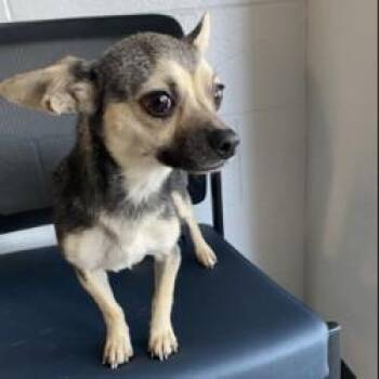 Minnie -  Chihuahua Dog for Adoption in Red Bluff, California - Minnie | PetCurious