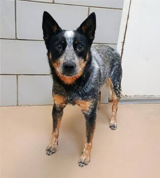 Bondi -  Mixed Breed Dog for Adoption in Nashville, Tennessee - Bondi | PetCurious