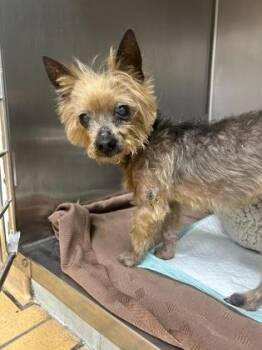 Ariel -  Yorkshire Terrier and Mixed Breed Dog for Adoption in Gainesville, Florida - Ariel | PetCurious