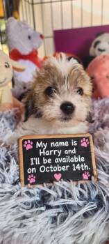Harry -  Chihuahua and Terrier Dog for Adoption in Murphys, California - Harry | PetCurious