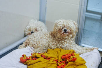 Rescue Poodle and Mixed Breed Dogs for Adoption in Bellevue, Washington - Yoonchae | PetCurious