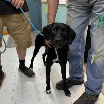 Zinnia -  Mixed Breed Dog for Adoption in Marble, North Carolina - Zinnia | PetCurious