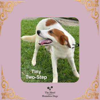 Tiny Two-Step -  Great Pyrenees and Mixed Breed Dog for Adoption in Cumberland, Rhode Island - Tiny Two-Step | PetCurious
