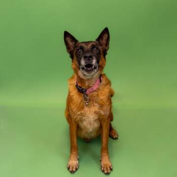 Shepherd Dogs Available for Adoption in Lawrenceville, Georgia - Pen 158 Doug | PetCurious