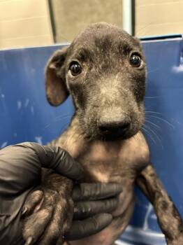 ONION -  Labrador Retriever and Mixed Breed Dog for Adoption in Corpus Christi, Texas - ONION | PetCurious