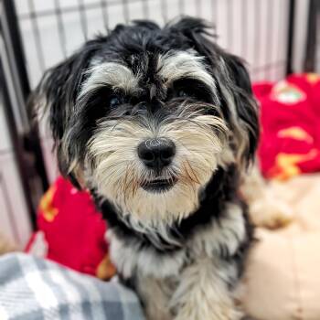 Havanese Dogs Available for Adoption in Eustis, Florida - Vinny | PetCurious