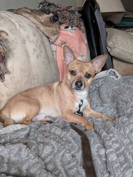 Chihuahua and Jack Russell Terrier Dogs Available for Adoption in Mississauga, Ontario - Bobbi | PetCurious