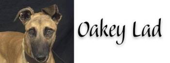 Oakey Lad -  Greyhound Dog for Adoption in Douglasville, Georgia - Oakey Lad | PetCurious